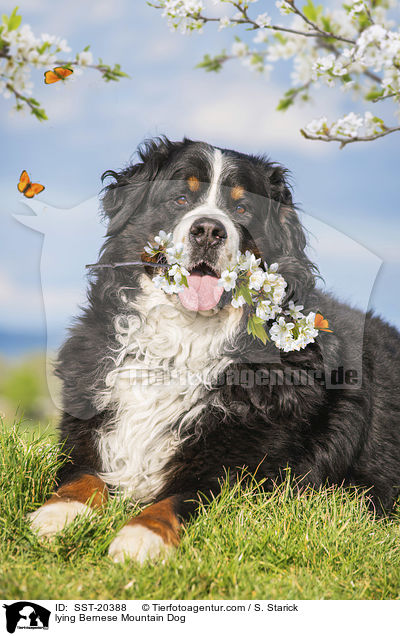 liegender Berner Sennenhund / lying Bernese Mountain Dog / SST-20388