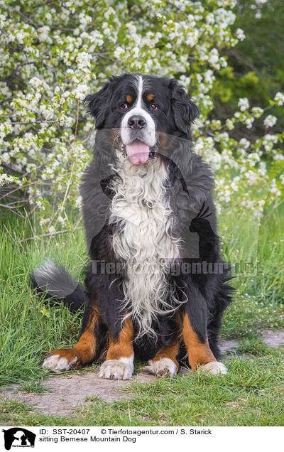 sitting Bernese Mountain Dog / SST-20407