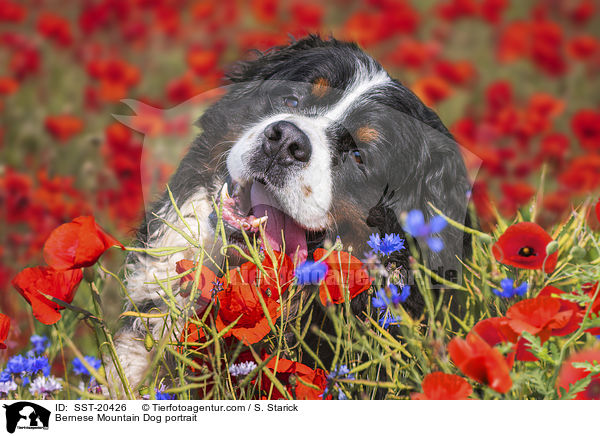 Berner Sennenhund Portrait / Bernese Mountain Dog portrait / SST-20426