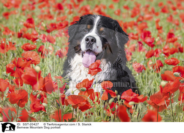 Berner Sennenhund Portrait / Bernese Mountain Dog portrait / SST-20427