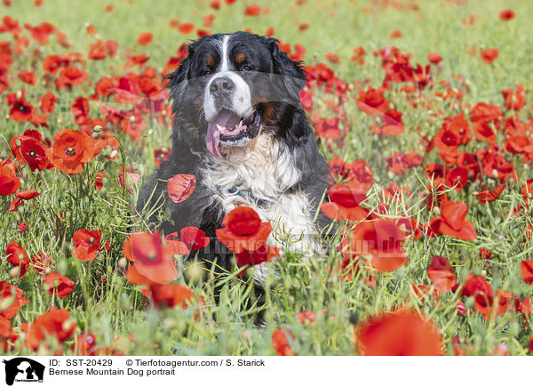 Bernese Mountain Dog portrait / SST-20429