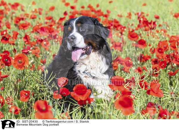 Berner Sennenhund Portrait / Bernese Mountain Dog portrait / SST-20430