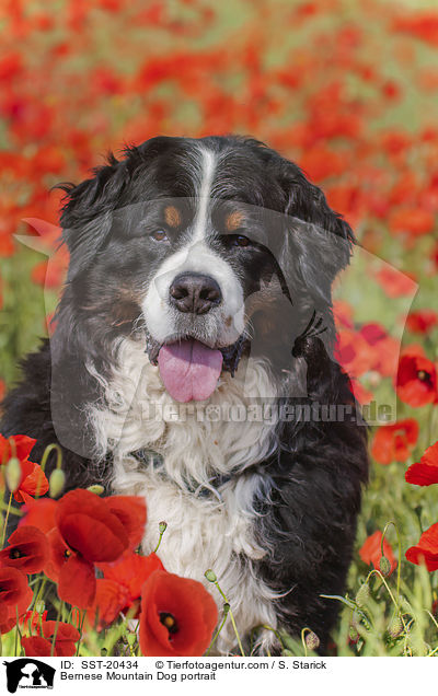 Bernese Mountain Dog portrait / SST-20434