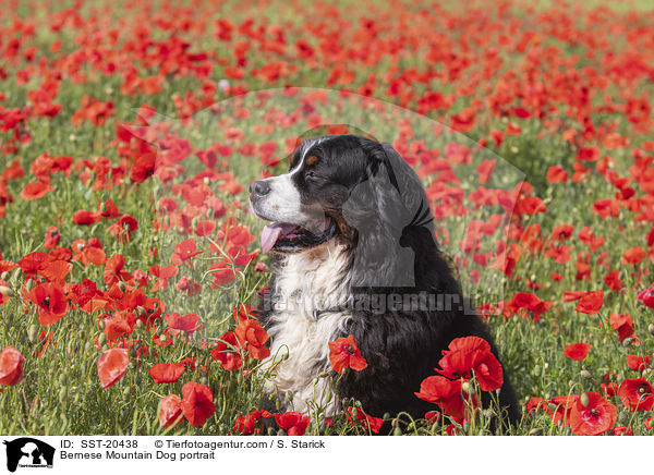 Berner Sennenhund Portrait / Bernese Mountain Dog portrait / SST-20438