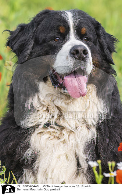 Berner Sennenhund Portrait / Bernese Mountain Dog portrait / SST-20440