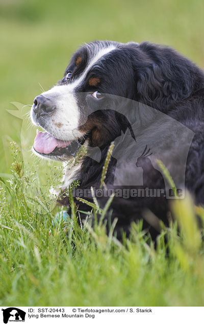 lying Bernese Mountain Dog / SST-20443