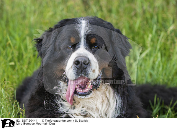 lying Bernese Mountain Dog / SST-20444