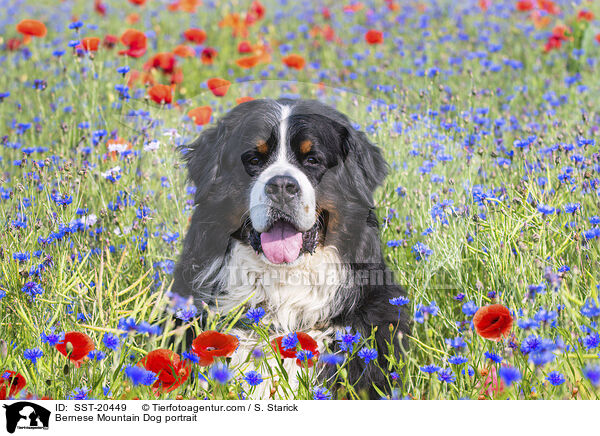 Bernese Mountain Dog portrait / SST-20449
