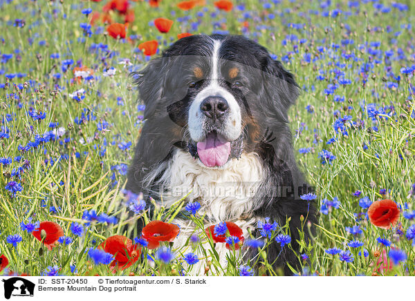 Berner Sennenhund Portrait / Bernese Mountain Dog portrait / SST-20450