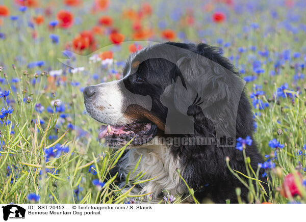 Bernese Mountain Dog portrait / SST-20453