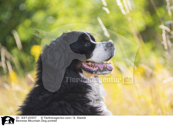 Bernese Mountain Dog portrait / SST-20557