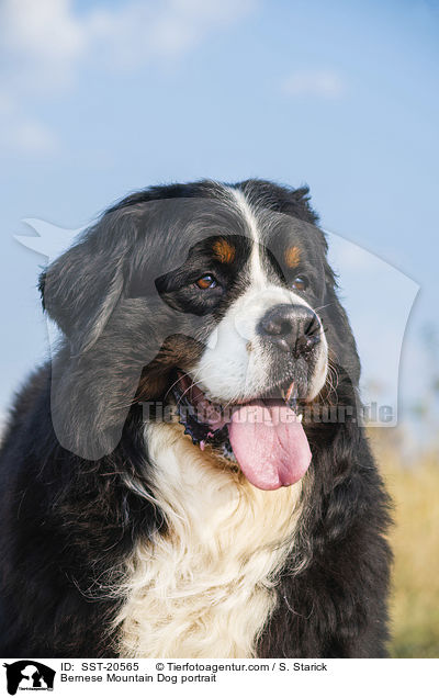 Bernese Mountain Dog portrait / SST-20565