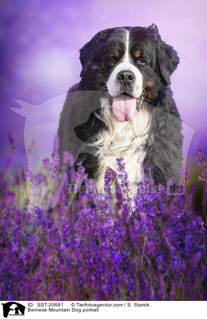 Berner Sennenhund Portrait / Bernese Mountain Dog portrait / SST-20681