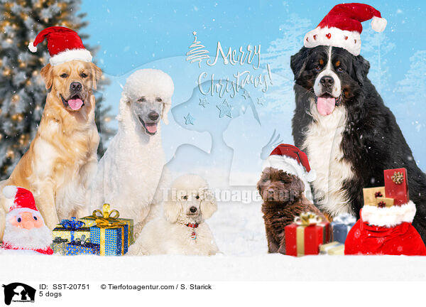 5 dogs / SST-20751