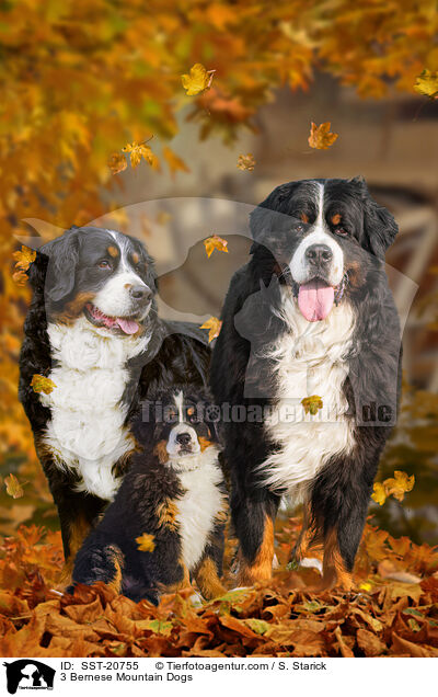 3 Bernese Mountain Dogs / SST-20755