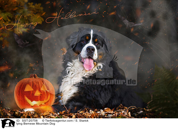 lying Bernese Mountain Dog / SST-20758