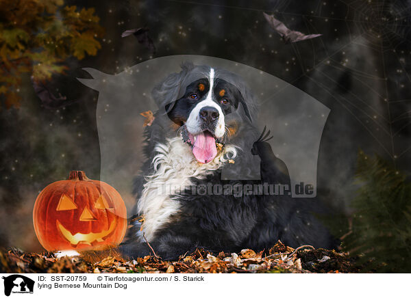 liegender Berner Sennenhund / lying Bernese Mountain Dog / SST-20759
