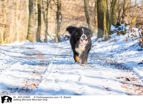 walking Bernese Mountain Dog / SST-20966