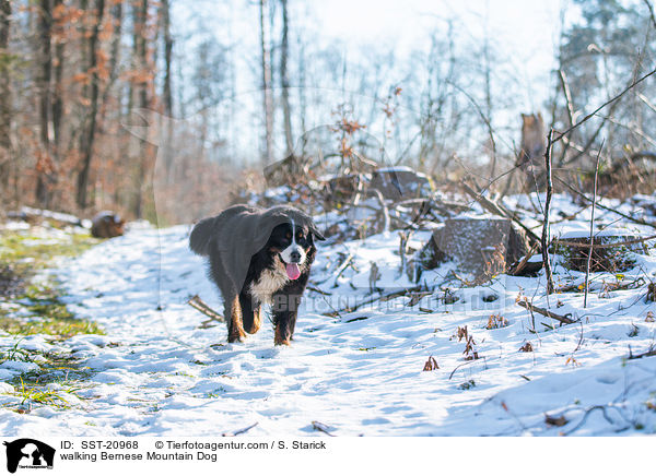 walking Bernese Mountain Dog / SST-20968