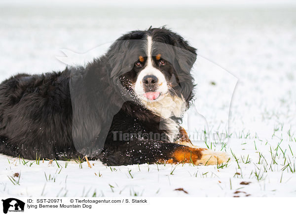 lying Bernese Mountain Dog / SST-20971