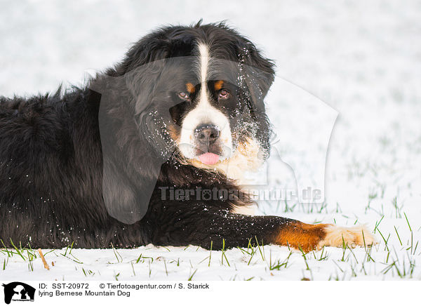 lying Bernese Mountain Dog / SST-20972