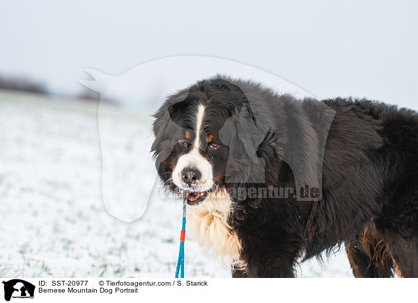 Bernese Mountain Dog Portrait / SST-20977