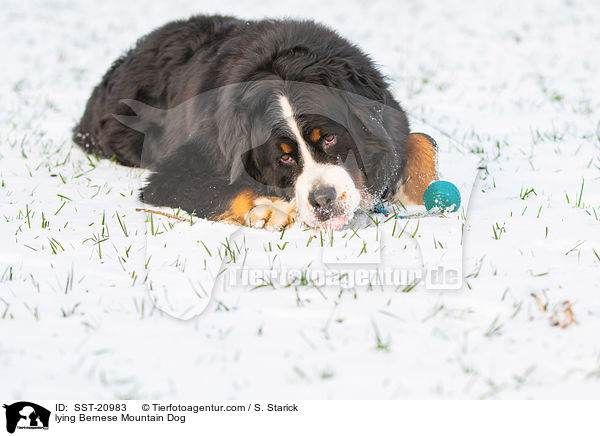 lying Bernese Mountain Dog / SST-20983