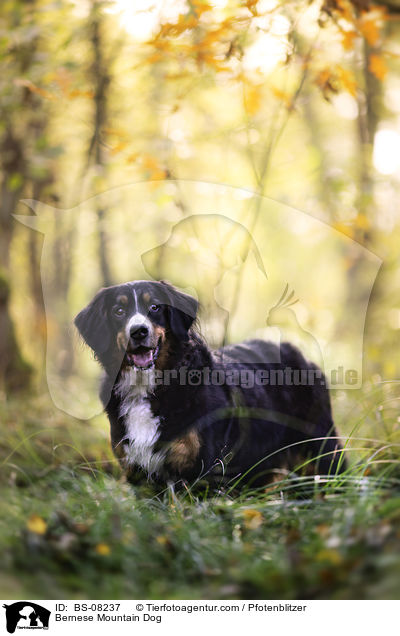Bernese Mountain Dog / BS-08237
