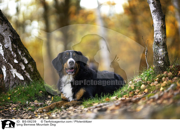 lying Bernese Mountain Dog / BS-08239