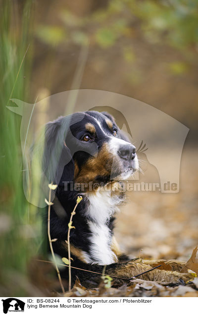 lying Bernese Mountain Dog / BS-08244