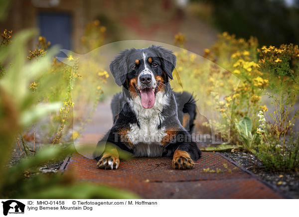 liegender Berner Sennenhund / lying Bernese Mountain Dog / MHO-01458