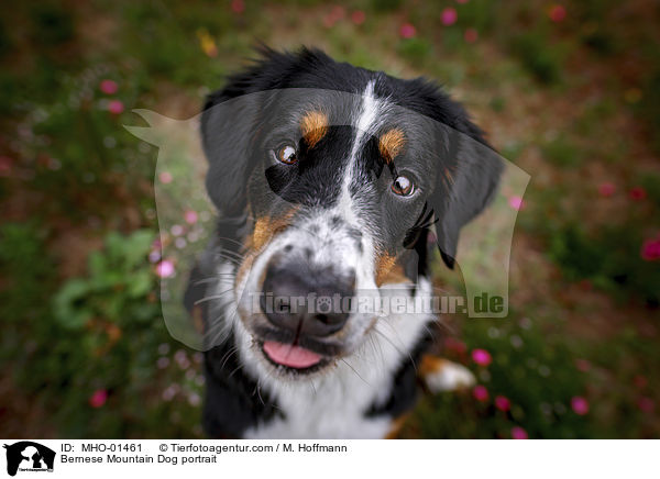 Berner Sennenhund Portrait / Bernese Mountain Dog portrait / MHO-01461