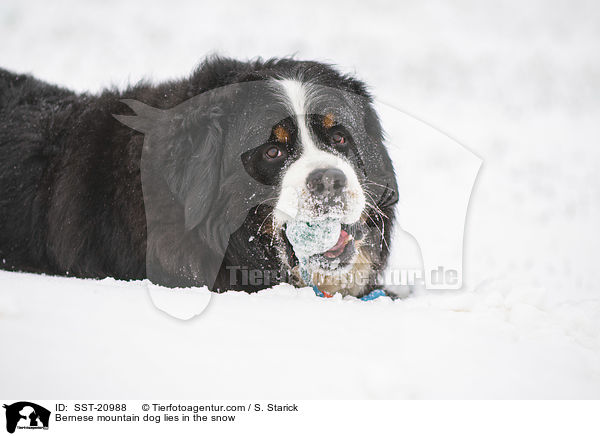 Bernese mountain dog lies in the snow / SST-20988