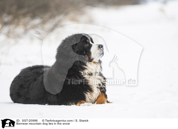 Bernese mountain dog lies in the snow / SST-20996