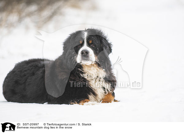 Bernese mountain dog lies in the snow / SST-20997