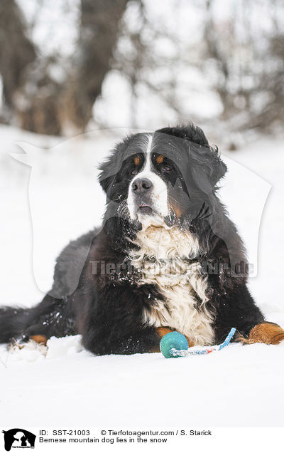 Bernese mountain dog lies in the snow / SST-21003