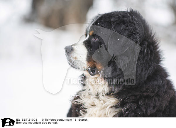 Bernese mountain dog portrait / SST-21008