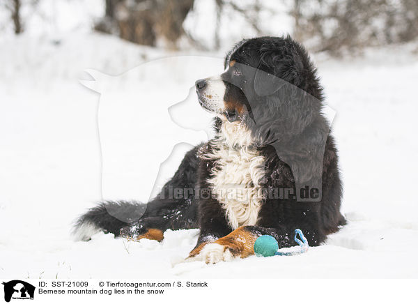 Bernese mountain dog lies in the snow / SST-21009