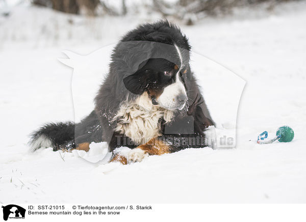 Bernese mountain dog lies in the snow / SST-21015