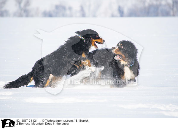 2 Bernese Mountain Dogs in the snow / SST-21121