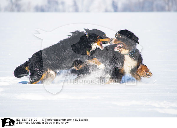 2 Bernese Mountain Dogs in the snow / SST-21122