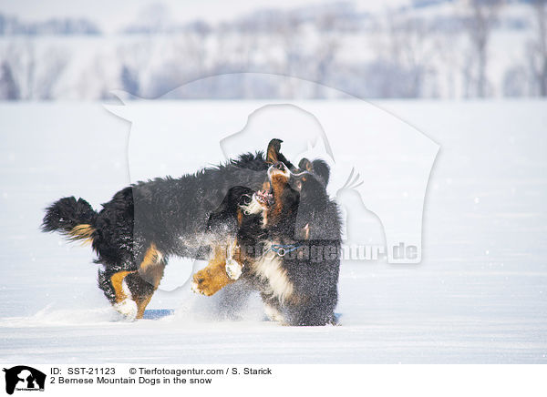 2 Bernese Mountain Dogs in the snow / SST-21123