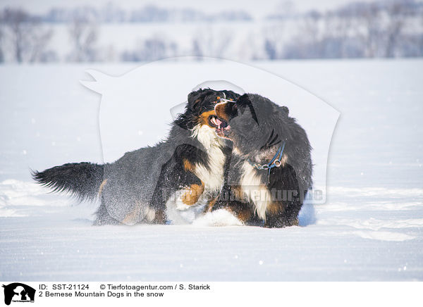 2 Bernese Mountain Dogs in the snow / SST-21124