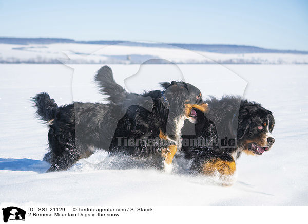 2 Bernese Mountain Dogs in the snow / SST-21129