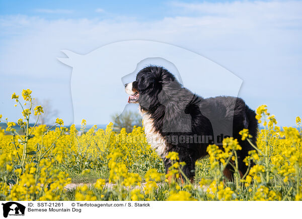 Berner Sennenhund / Bernese Mountain Dog / SST-21261