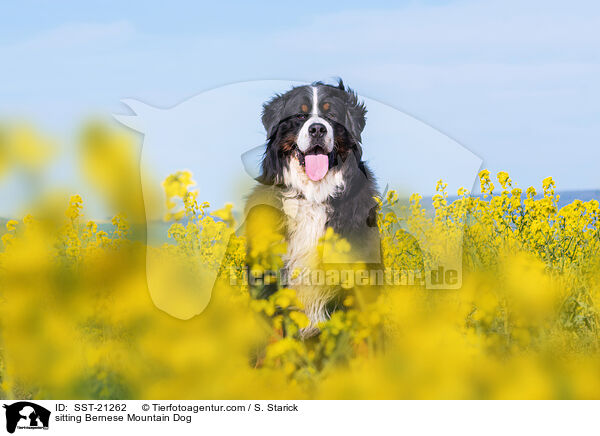 sitzender Berner Sennenhund / sitting Bernese Mountain Dog / SST-21262