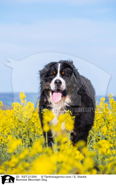 Berner Sennenhund / Bernese Mountain Dog / SST-21264