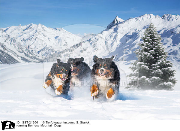 rennende Berner Sennenhunde / running Bernese Mountain Dogs / SST-21266