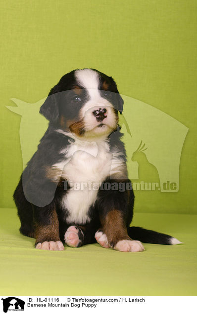 Berner Sennenhund Welpe / Bernese Mountain Dog Puppy / HL-01116