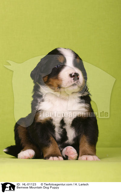 Berner Sennenhund Welpe / Bernese Mountain Dog Puppy / HL-01123